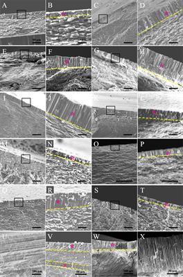 Characterization of the Myostracum Layers in Molluscs Reveals a Conservative Shell Structure